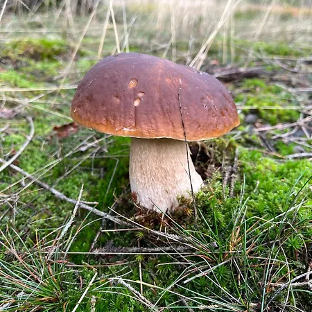 Apartment Gemuetliches Eifeler Gaestehaeuschen