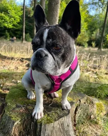 Gemuetliches Eifeler Gaestehaeuschen Διαμέρισμα