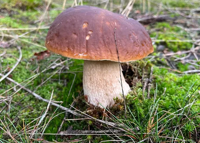 Apartmán Gemuetliches Eifeler Gaestehaeuschen