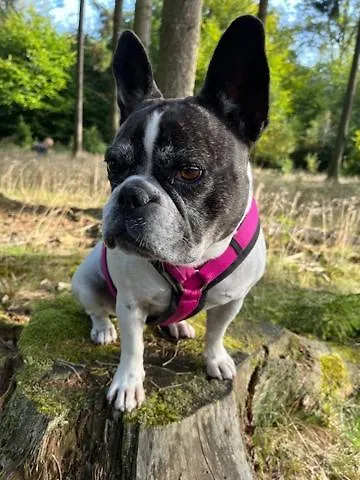 Gemuetliches Eifeler Gaestehaeuschen Apartmán